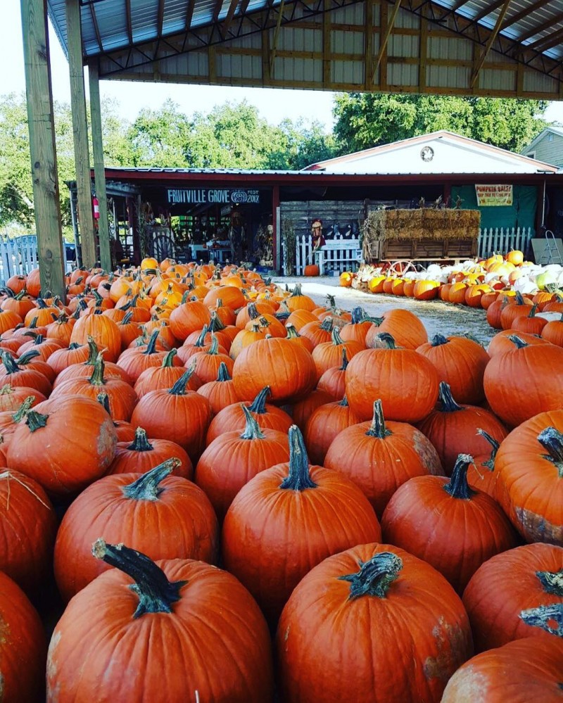 Pumpkin Festival Fruitville Grove Store