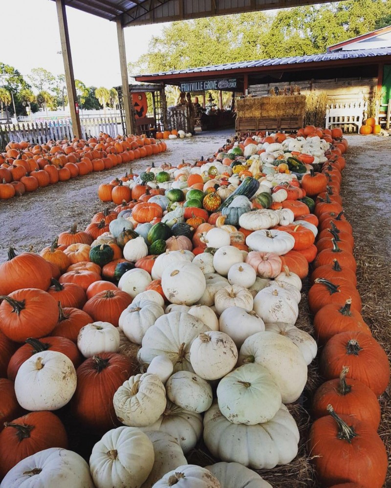 Pumpkin Festival Fruitville Grove Store